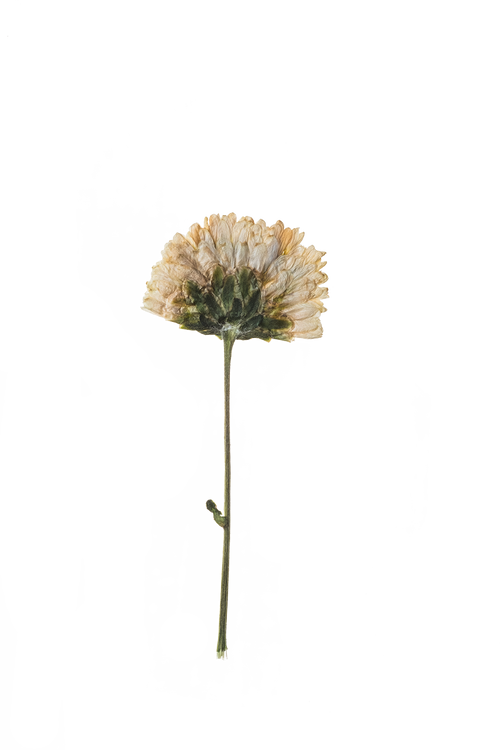 Hand Pressed Flora