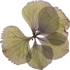 Hand Pressed Flora